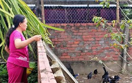 Kiếm bộn tiền nhờ nuôi loài chim để giữ nhà như chó
