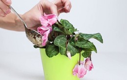 Mẹo cực hay giúp hoa, cây cảnh sắp chết héo cỡ nào cũng tươi tốt chỉ sau vài ngày