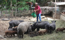 Thu lãi 300 triệu/năm chỉ nhờ nuôi cá và lợn