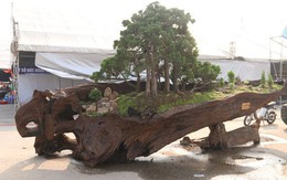 Cặp bonsai mọc trên gốc cây củi mục 'trăm tuổi' giá bạc tỷ ở Hà Nội