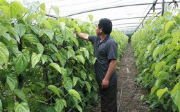 Mỗi sáng thức giấc hái trầu: Vợ chồng thu đều 400 triệu đồng
