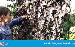 Hơn 700 gốc tiêu của hai gia đình bị kẻ gian phá hoại