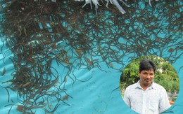 Lót bạt ni lông để nuôi lươn, anh nông dân không ngờ có thể thu về hơn 500 triệu đồng