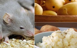 Không cần tốn tiền, lũ chuột nhà bạn sẽ “đột tử” sau 1 đêm chỉ với 3 củ khoai tây