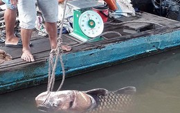 Vĩnh Long: Bắt được cá hô khổng lồ nặng 125 ký, bán hơn 300 triệu đồng
