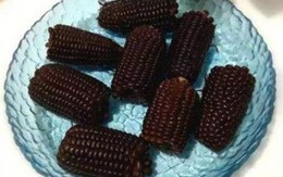 Trồng giống ngô "hắc ám", nhìn xấu xí mà đem lại 17 tỷ/năm