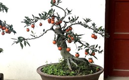 Hồng đá bonsai giá 1 tỷ đồng: Đại gia bí ẩn xuống tiền chơi Tết