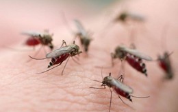 Phú Yên: Thực hiện nhiều biện pháp kiểm soát bệnh sốt rét đang gia tăng