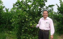 Bỏ chuối trồng cam VietGAP, người đàn ông Hà thành thu nhập 14 tỷ đồng/năm