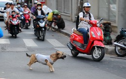 Gắn chip lên chó, nguy cơ “mất cả chì lẫn chài”