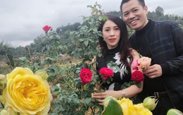 Vườn hoa hồng đẹp như tranh trị giá tiền tỷ ở Sơn La