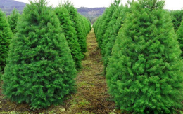 Thông thật nhập về Việt Nam bán giá 1.000 USD