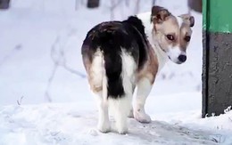 Chó chờ chủ 6 tháng giữa trời âm 30 độ sau khi bị bỏ rơi