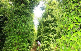 Vườn tiêu xanh mướt ‘đu bám’ thân dừa, tiền về gấp 2
