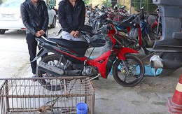 Hai anh em đi trộm chó, mỗi đêm kiếm chục triệu đồng