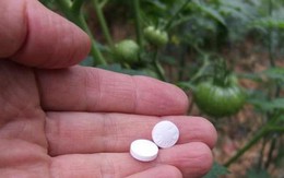 Tiện tay vứt aspirin ra vườn, 3 ngày sau mẹ trẻ không tin vào mắt mình khi thấy thành quả