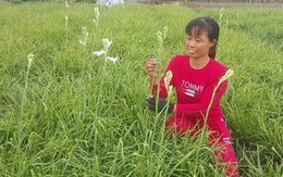 Ninh Bình: Cả làng khấm khá nhờ trồng cây ra hoa trắng như mây