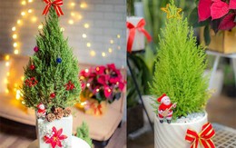 Mốt chơi 'cây thông' lạ mùa Noel năm nay, chủ shop thu 50 triệu/ngày