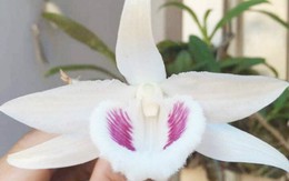 Những loại lan đắt đỏ giới nhà giàu săn lùng dịp Tết