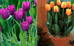 Hoa tulip nở rực đúng dịp Tết nhờ biết cách chọn củ và bón thúc đơn giản không ngờ