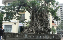Doanh nhân đổi 8 lô đất ở Thủ đô lấy cây sanh cổ nhất châu Á