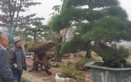 Phi lao kiểng cổ dáng siêu phong, giá nửa tỷ đồng