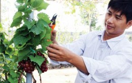 Nho kiểng bé tí, đeo chùm quả chín đỏ mọng đắt hàng dịp Tết