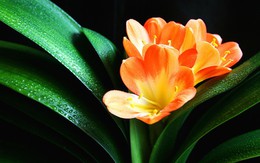 Lan quân tử - Loài hoa vừa sang trọng, yêu kiều vừa tốt cho phong thủy vào nhà bạn dịp Tết