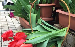 Nàng dâu Việt ở Nhật chỉ cách trồng tulip từ đất để hoa nở rực rỡ đón Tết