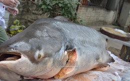 Đại gia Hà Nội xẻ thịt thủy quái 120kg đãi khách ngày tết