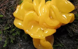 Kỳ lạ giống mộc nhĩ vàng siêu hiếm, giá 6,5 triệu/kg