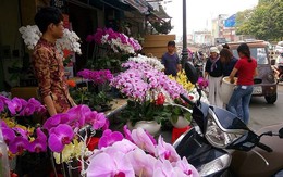 Người Việt chi 18 triệu USD mua hoa ngoại ngắm Tết
