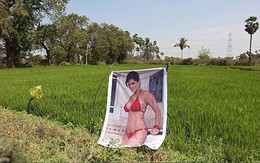 Nông dân Ấn Độ treo poster sao khiêu dâm ở cánh đồng để ngăn trộm