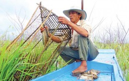 Bắt cá đồng mùa cạn kiếm tiền triệu mỗi ngày
