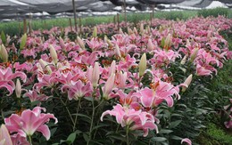 Hà Nội: Nông dân làng hoa Tây Tựu ngậm ngùi nhìn hoa ly tàn đúng lúc tăng giá