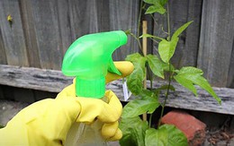Đâu cần phải mua hóa chất độc hại, nhà bạn có sẵn những loại thuốc trừ sâu cực hiệu quả mà lại rất an toàn