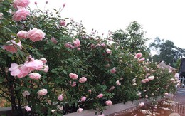 Ngôi nhà trồng hàng nghìn gốc hồng nở rực rỡ của người phụ nữ yêu hoa ở Ba Vì, Hà Nội