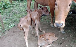 Bò mẹ sinh ba con bê hiếm gặp