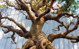 Mai bonsai cổ thụ giá bạc triệu ùn ùn xuống phố tìm đại gia dịp Tết