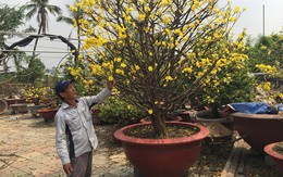 'Mai Tết 2018 dù có tăng giá cũng không bù được thiệt hại của nhà vườn'