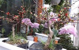 Mai đỏ lùn giá hợp túi tiền lại đẹp mắt