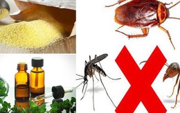 3 cách đuổi sạch muỗi, gián, kiến ra khỏi nhà "dễ như ăn kẹo" mà không cần dùng hóa chất