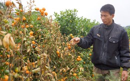 Kẻ dùng thuốc diệt cỏ phá vườn quất Tết của hàng xóm lĩnh 30 tháng tù