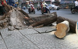 Cây xanh bật gốc đè 4 người ở Sài Gòn