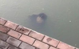 Thấy ô tô nổi giữa hồ, người đàn ông lại gần và kinh hãi khi nhìn xuống dưới làn nước đóng băng