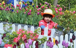 Vườn hoa tulip đẹp như tranh và "bí kíp" chăm hoa nở đúng Tết của mẹ Việt ở Hà Lan