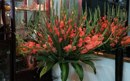 Mua hoa lay ơn chơi Tết, phải biết những mẹo này thì mới chọn được hoa đẹp, chơi lâu