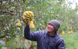Phật thủ chín sớm, quả đẹp giá 2 triệu đồng