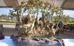 La liệt bonsai độc lạ giá cả cây vàng "đại náo" thị trường Tết 2018