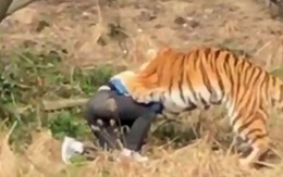 Trèo vào chuồng hổ để trốn vé vào cửa, du khách bị hổ xé xác